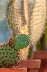 kaktusy w glinianych doniczkach