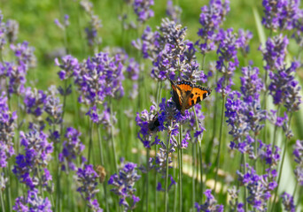 Small tortoiseshell butterfly (Aglais urticae) perched on lavender plant in Zurich, Switzerland