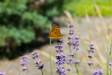 Silver-washed Fritillary butterfly (Argynnis paphia) sitting on lavender in Zurich, Switzerland