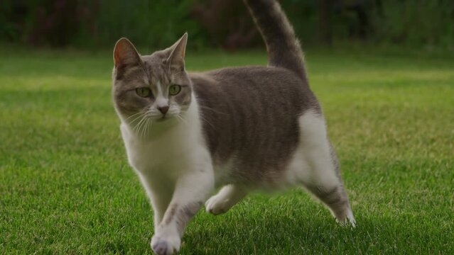 White tabby domestic shorthair cat hunting a mouse toy in the garden on the green grass