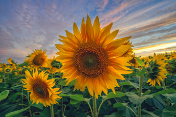 Meadow of beautiful sunflowers at sunset, field yellow flowers - 521794679