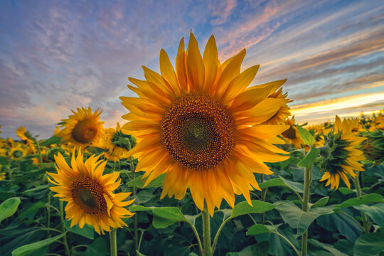 Meadow of beautiful sunflowers at sunset, field yellow flowers