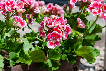 pink and white flowers