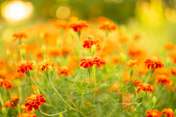 Obraz na płótnie Canvas Red flowers on a warm summer blurred background.