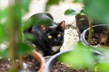 Black cat staring at something in the garden with a lime tree as a blur foreground.