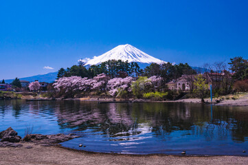 河口湖大池公園からの富士山２０２２