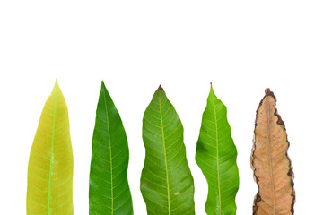 Mango leaves arranged from young leaves to mature leaves isolated on white background, Clipping path Included.