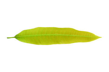 Mango leaves isolated on white background, Clipping path Included.