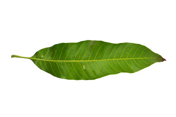 Fototapeta premium Mango leaves isolated on white background, Clipping path Included.