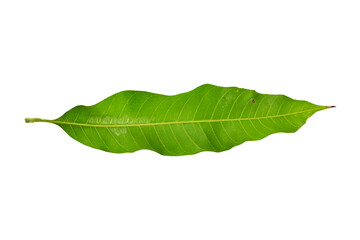Mango leaves isolated on white background, Clipping path Included.