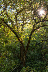 paisaje vertical de árbol en un bosque al amanecer