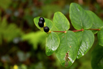 planta y bayas del bosque