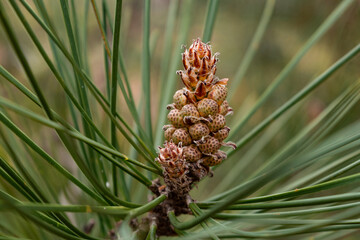 primer plano de la flor de pino pineas, pino piñonero