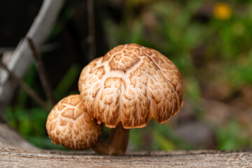 Seta nace de un tronco en el bosque, gymnopilus suberis