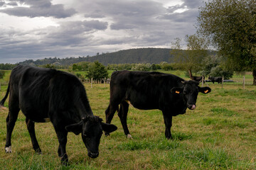 Fototapeta premium vacas negras embarazadas pastan en un prado en día nublado