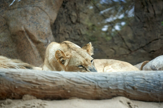 lions relaxing at wild forest