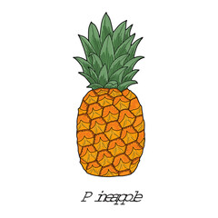 Pineapple fruit illustration hand drawn