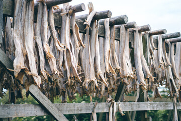 Norwegischer Stockfisch, Trockenfisch