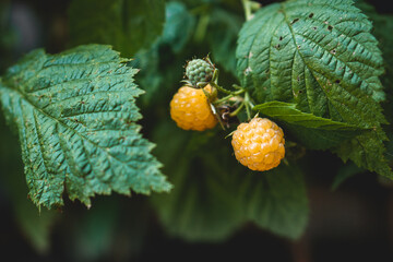 Gelbe reife Himbeeren