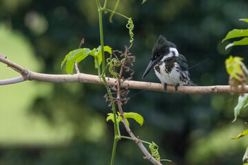 A kingfisher perched on a tree branch