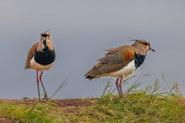 A pair of lapwings waiting for the sun standing in a meadow
