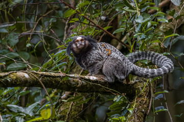 A small ape on a tree branch staring at the camera