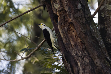 A female white woodpecker in front of her nest
