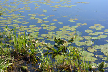 The bright nature of the Bug River with clear water, water lily leaves located in the village Rybienko Nowe, city Wyszków, Poland.