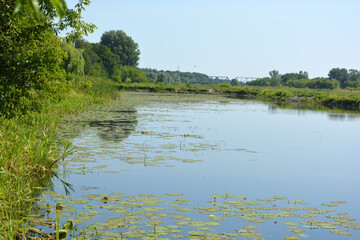 Natural landscapes of the Bug River - trees, hills, reeds, grass, water lilies, clear and transparent water. The river is located on the village of Rybienko Nowe, the city of Wyszkw, Poland.