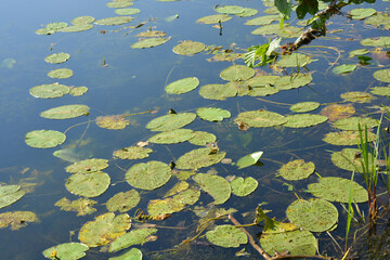 The bright nature of the Bug River with clear water, water lily leaves located in the village Rybienko Nowe, city Wyszków, Poland.