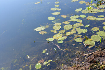 The bright nature of the Bug River with clear water, water lily leaves located in the village Rybienko Nowe, city Wyszków, Poland.