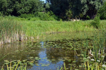 Natural landscapes of the Bug River - trees, hills, reeds, grass, water lilies, clear and transparent water. The river is located on the village of Rybienko Nowe, the city of Wyszkw, Poland.