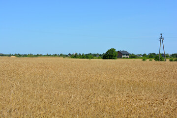 Vibrant landscape, roads, fields with yellow rye, wheat, blue sky in village Rybienko Nowe, Poland.