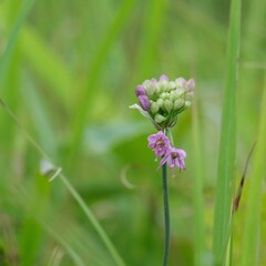 フライング開花