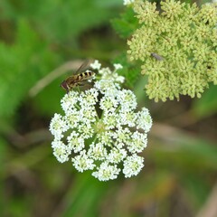 シラネニンジンの花