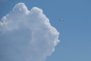 夏空グライダー