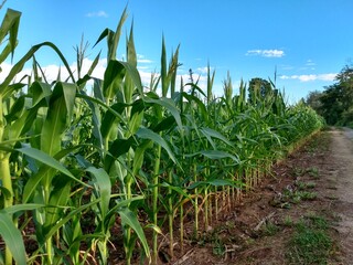 field of corn
