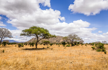 Savannah plains landscape in Kenya - 521798618