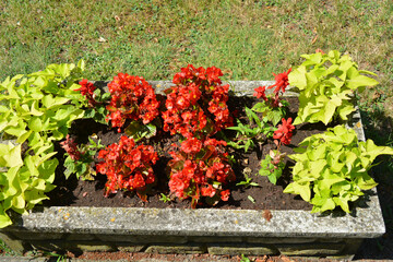 Bright colorful red flowers growing in a vase in one of the streets of Wyszków, Poland.