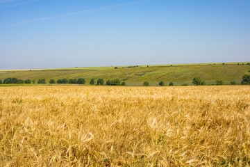 Naklejka premium Sunny wheat field, golden ripe wheat harvest season skyline