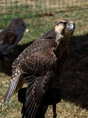 red tailed hawk