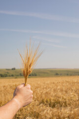 Fototapeta na wymiar Ripe ears in a farmer's hand, ripe organic wheat harvest season