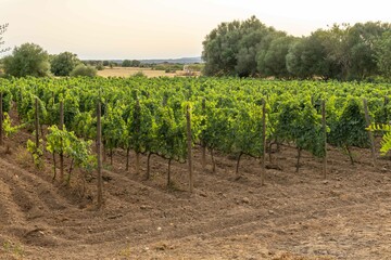 Fototapeta na wymiar General view of a growing grape wine