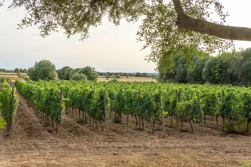 General view of a growing grape wine