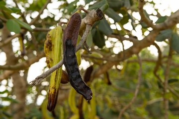 Close-up of green carobs on a carob tree