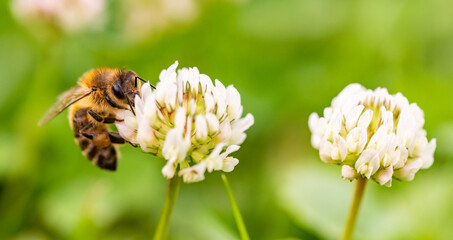Closeup of honey bee at work on white clover flower