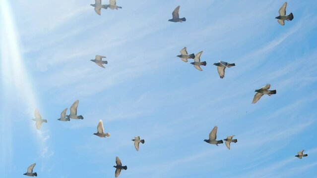 Flock of pigeons flying in the blue sky at sunny day in slow motion.