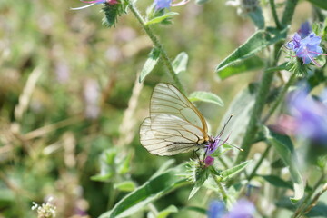 butterfly on a flower