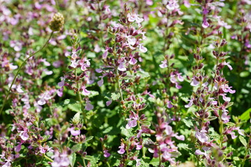 flowers in the field