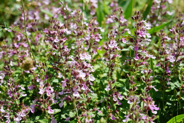 flowers in the field